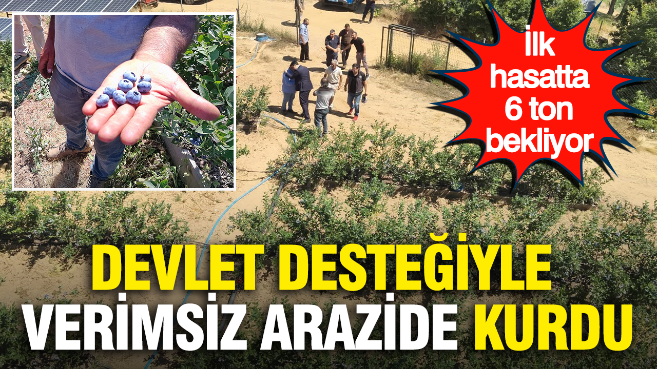 Devlet destegiyle verimsiz arazide kurdu ilk hasatta 6 ton bekliyor RPVRSYZl